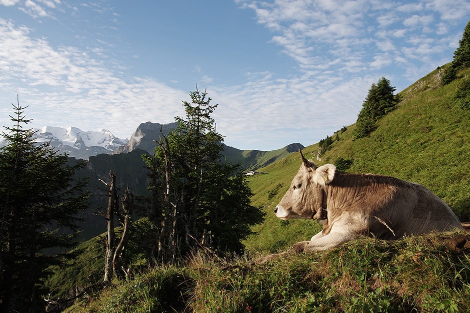 Frutigland – Ferienland