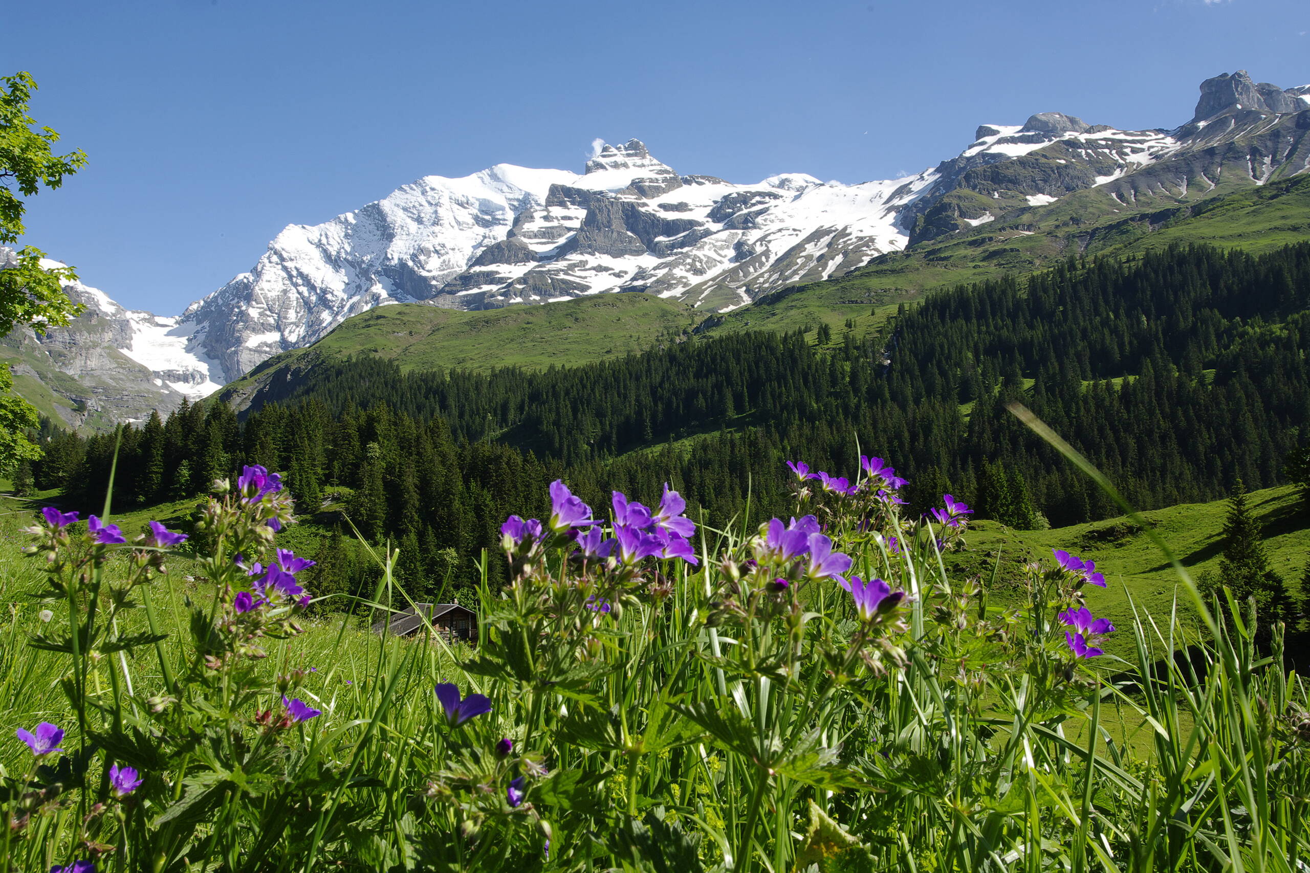 Camping Grassi Frutigen